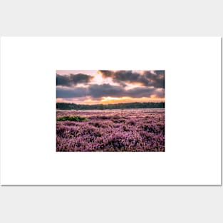 Blooming heather at sunrise at Blaricummerheide, Netherlands Posters and Art